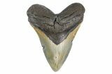 Serrated, Fossil Megalodon Tooth - North Carolina #299041-1